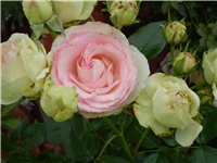 ce951e23-Picture 2538.jpg